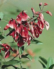 Leyenda del ceibo - flor nacional - Laguna Paiva - Santa Fe - Argentina